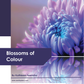 Blossoms of Colour